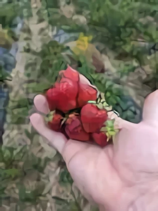 Berry Patch