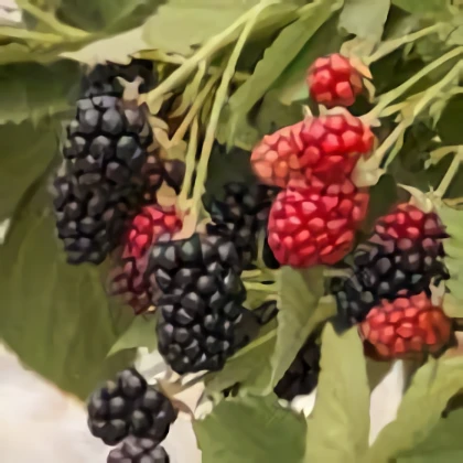 storage/Berry Patch