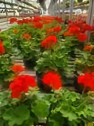 Blackwood Crossing Nursery
