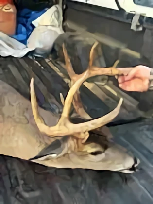 Brantley Deer Processing