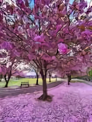 Cherries Blossom and Blooms