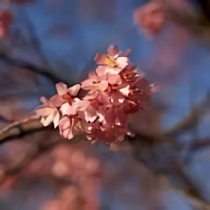 storage/Cherries Blossom and Blooms