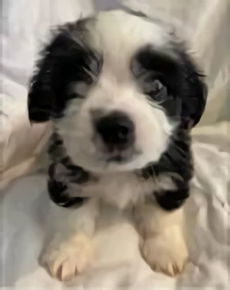 Gus Pet Grooming