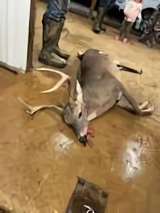 Howton’s Deer Processing
