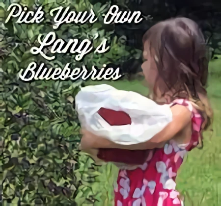 Lang’s blueberry farm