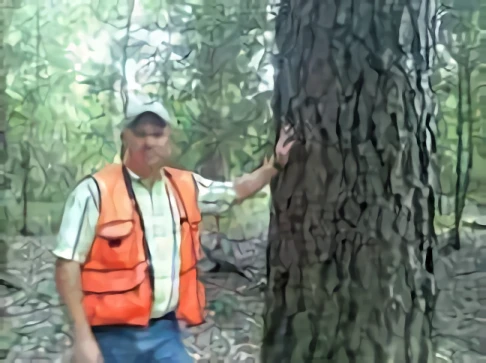 Lumber Co Long Leaf