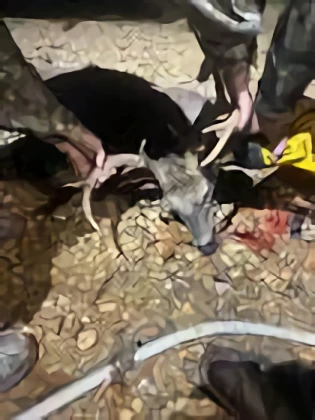 storage/North River Deer Processing and taxidermy