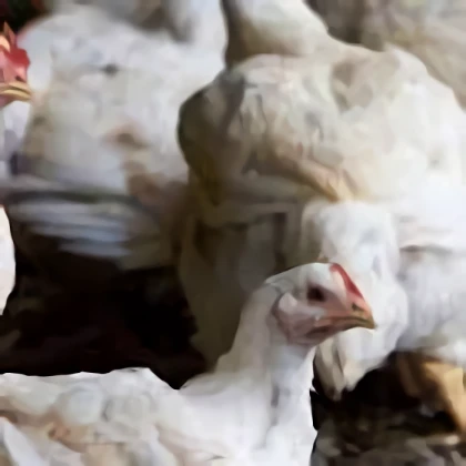 Smith Poultry Alabama a Poultry Supply and Hardware Service Center