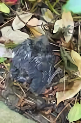 The Birds Nest