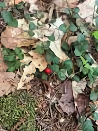 The Partridge Berry